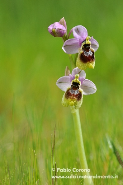 Primavera sulcitana